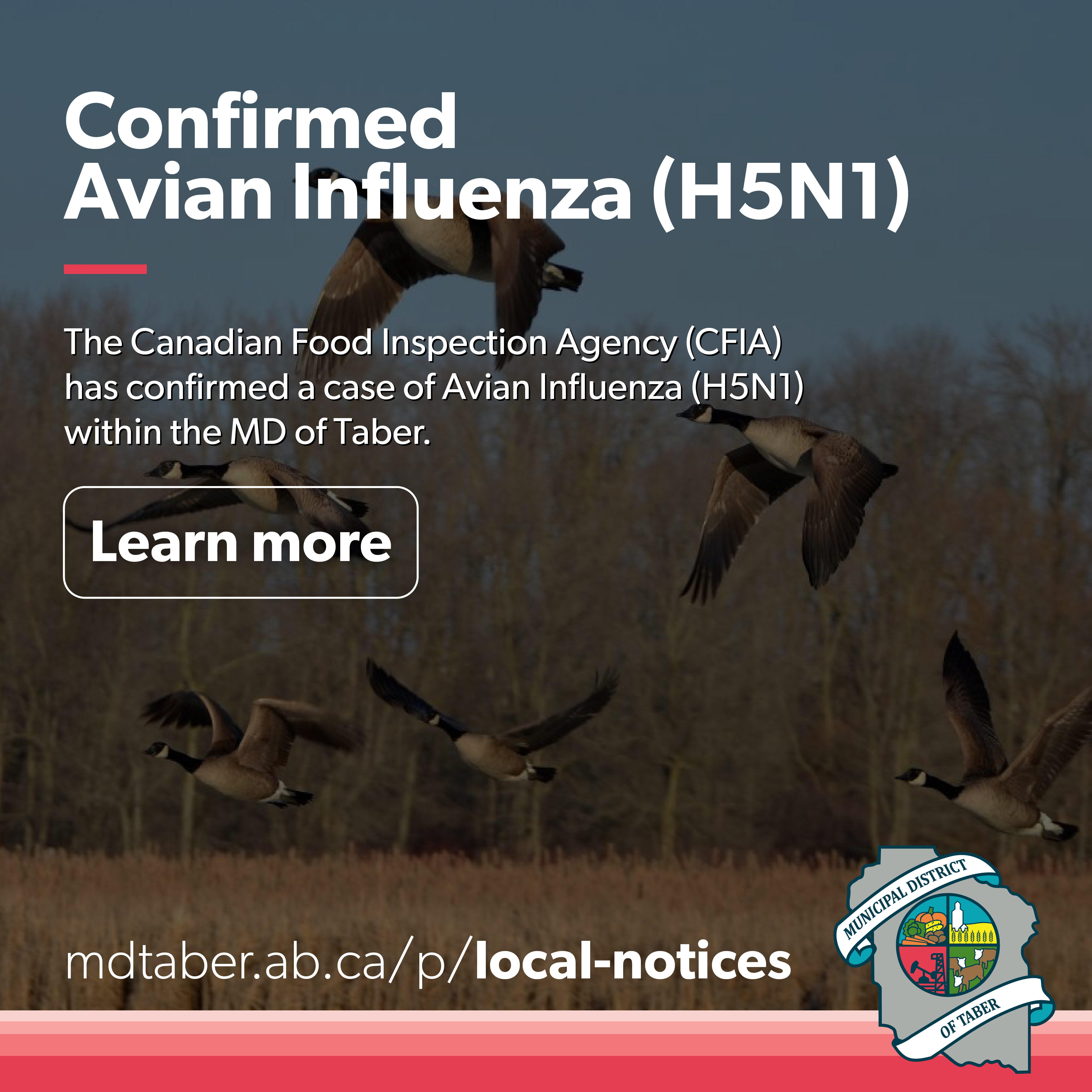 Confirmed Avian Influenza (H5N1) in the MD of Taber
