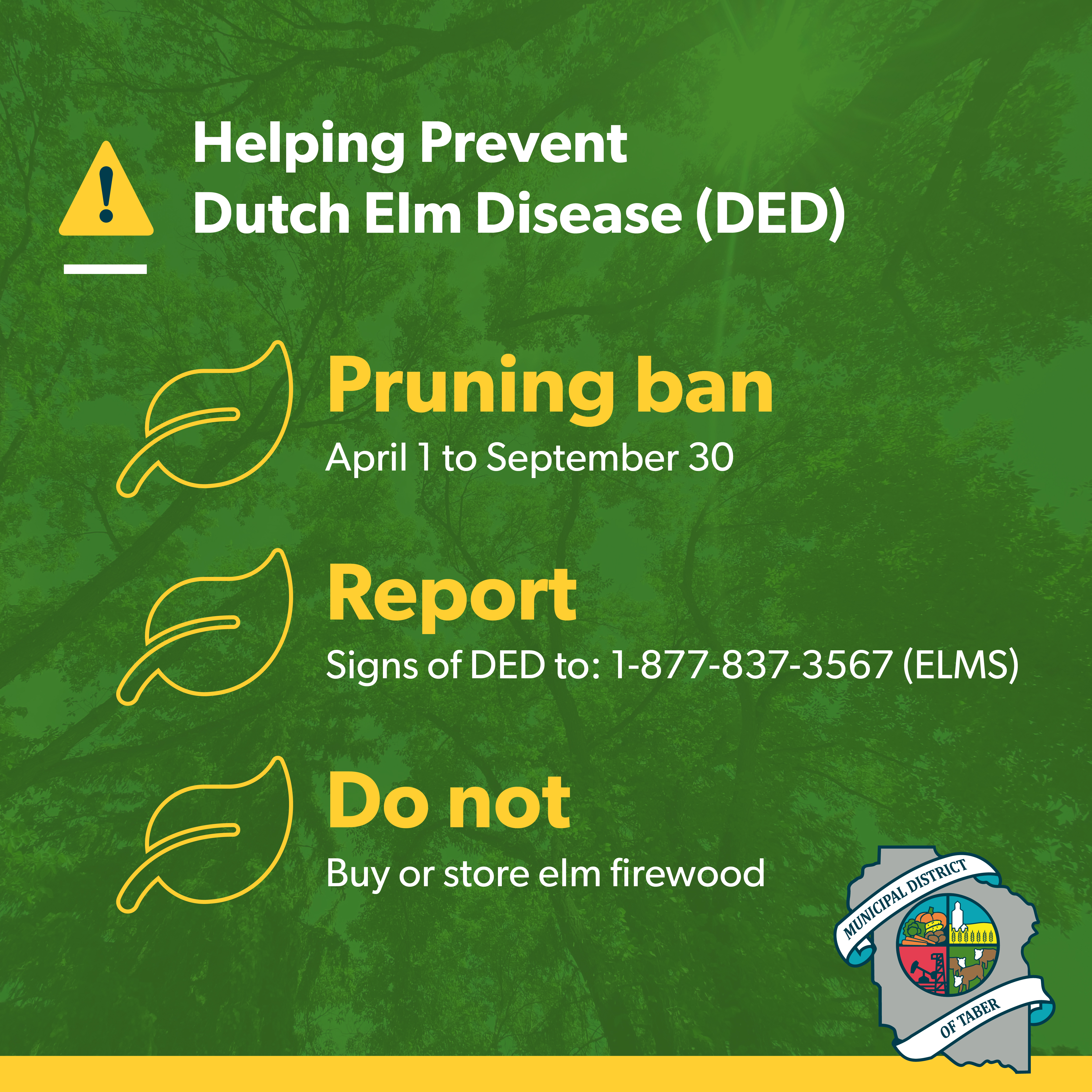 Prevent Dutch Elm Disease