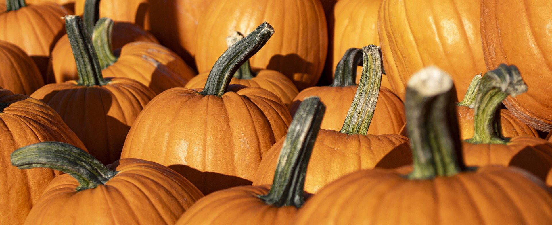 Happy Thanksgiving! 
