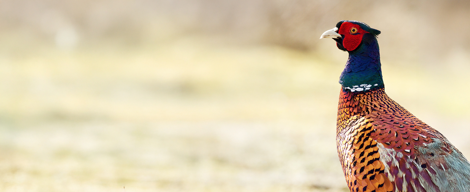 Welcome Hunters to the https://mdtaber.ab.ca/p/local-notices/134e3f6d-437d-4b11-a42f-8d2fc95c4aae.html