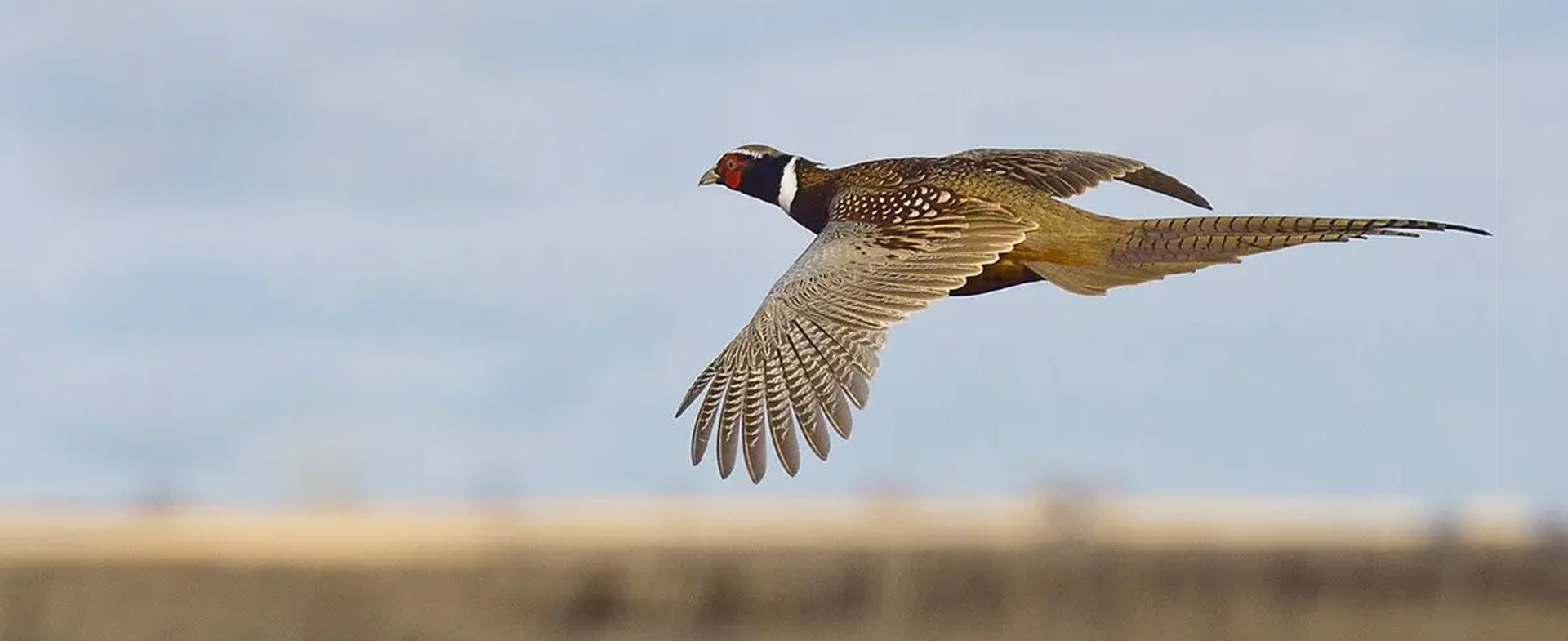  Welcome Hunters to the 2024 Taber Pheasant Festival!